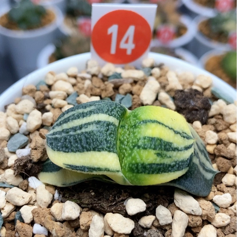 【闪购商品】14珍珠卧牛锦