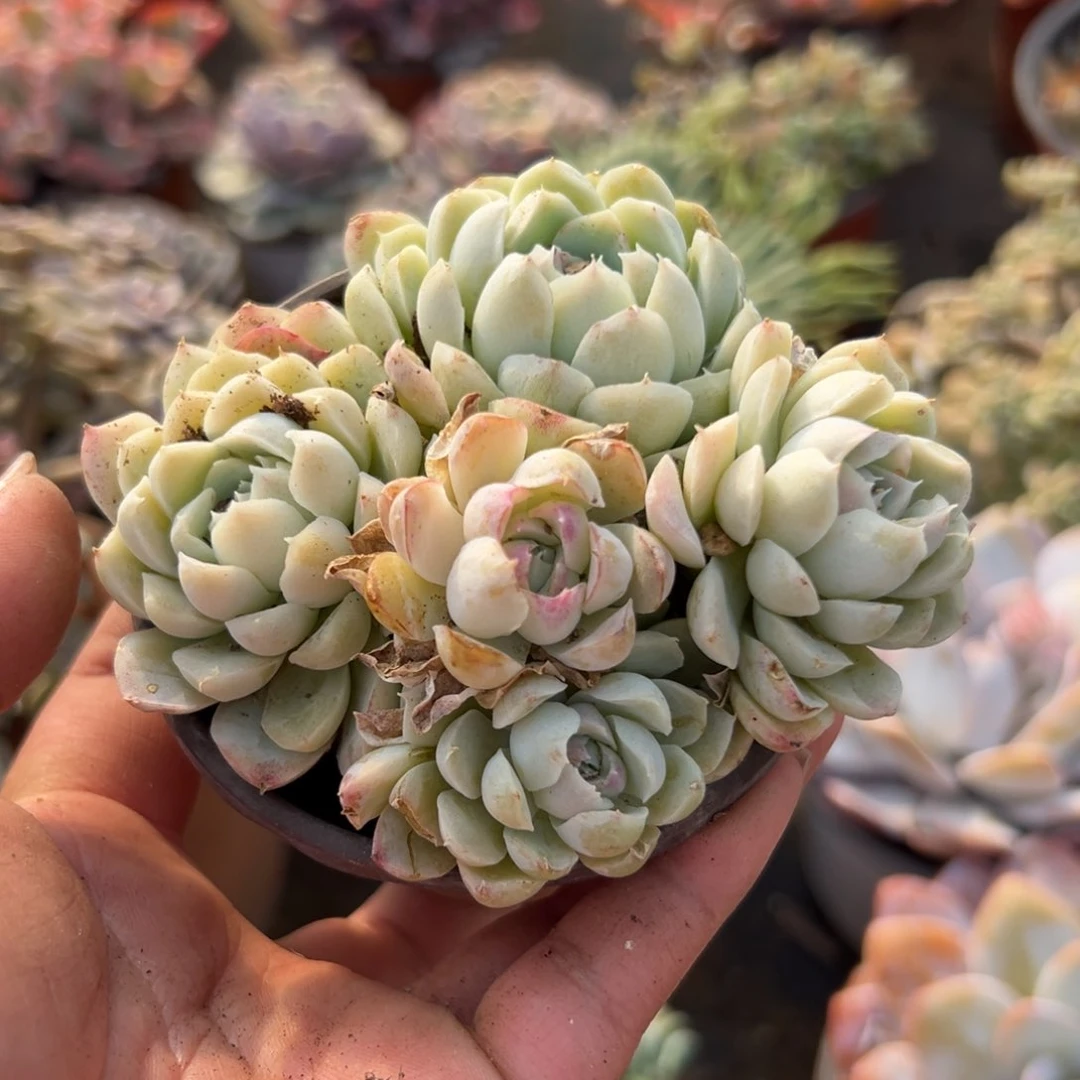 多肉植物多肉植物