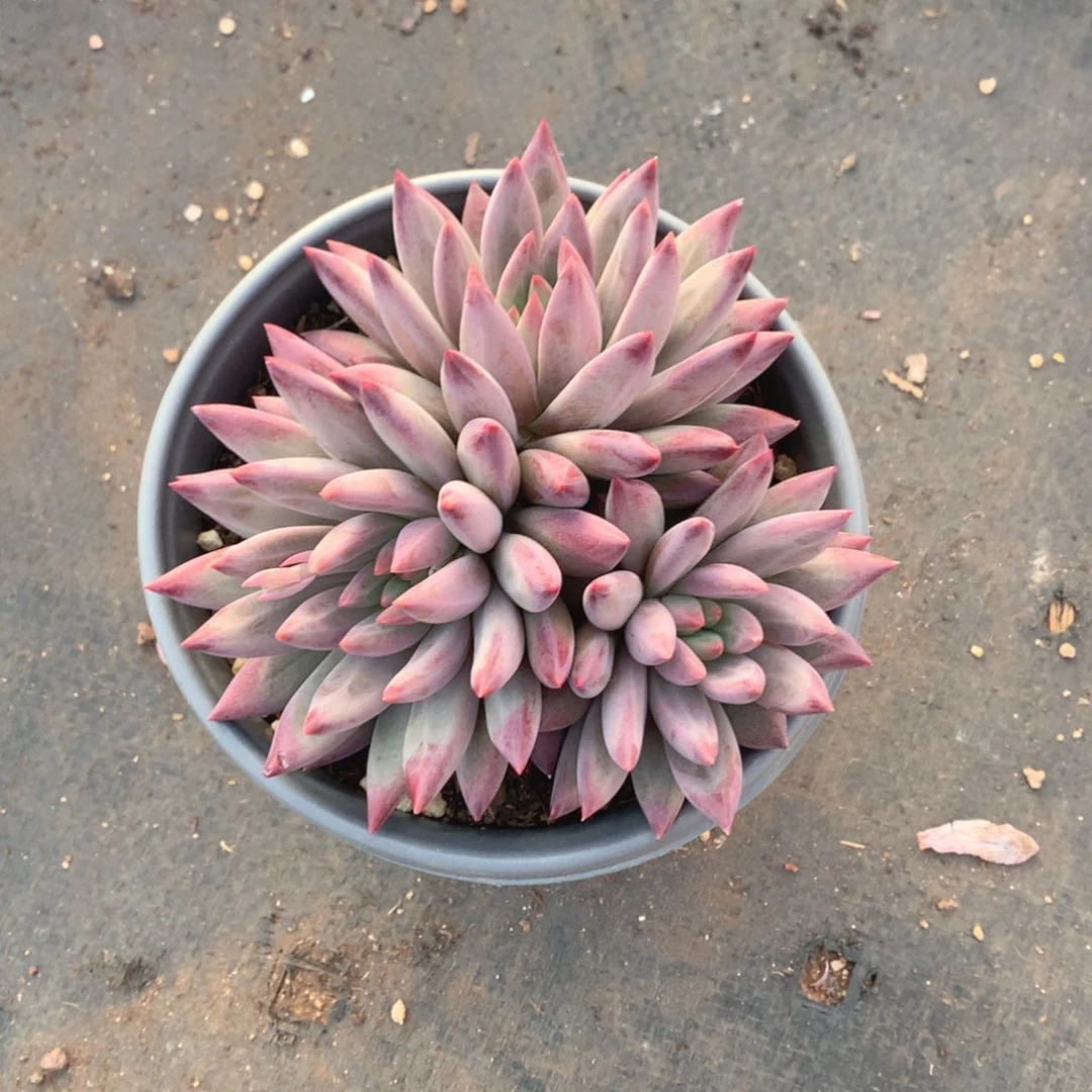 多肉植物鱼油热舞鱼苗小队