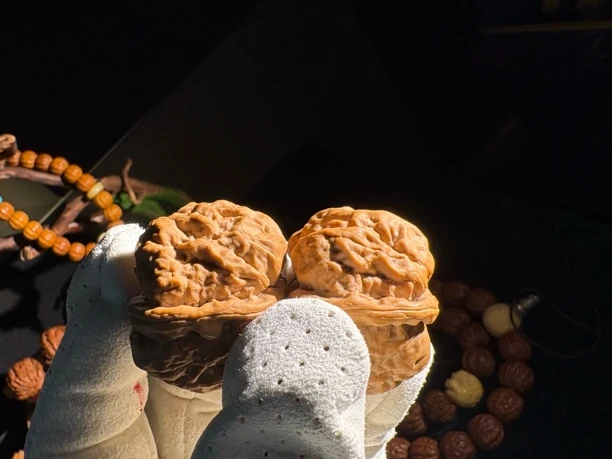 蛤蟆头青春版恶蟾王，满身疙瘩包深开背，蜡红皮白茬，边40