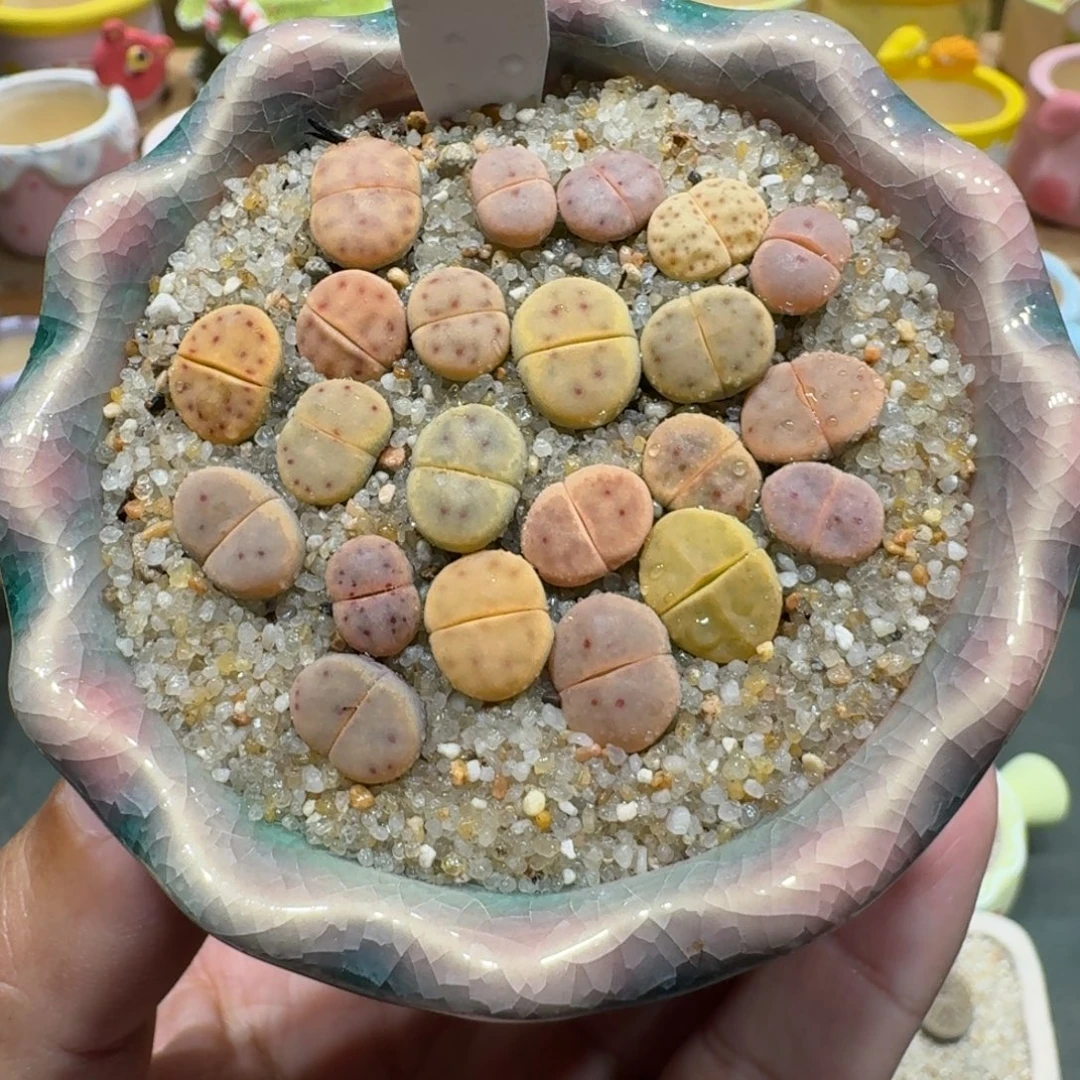 蘑菇1229草莓惜春彩拼多肉植物