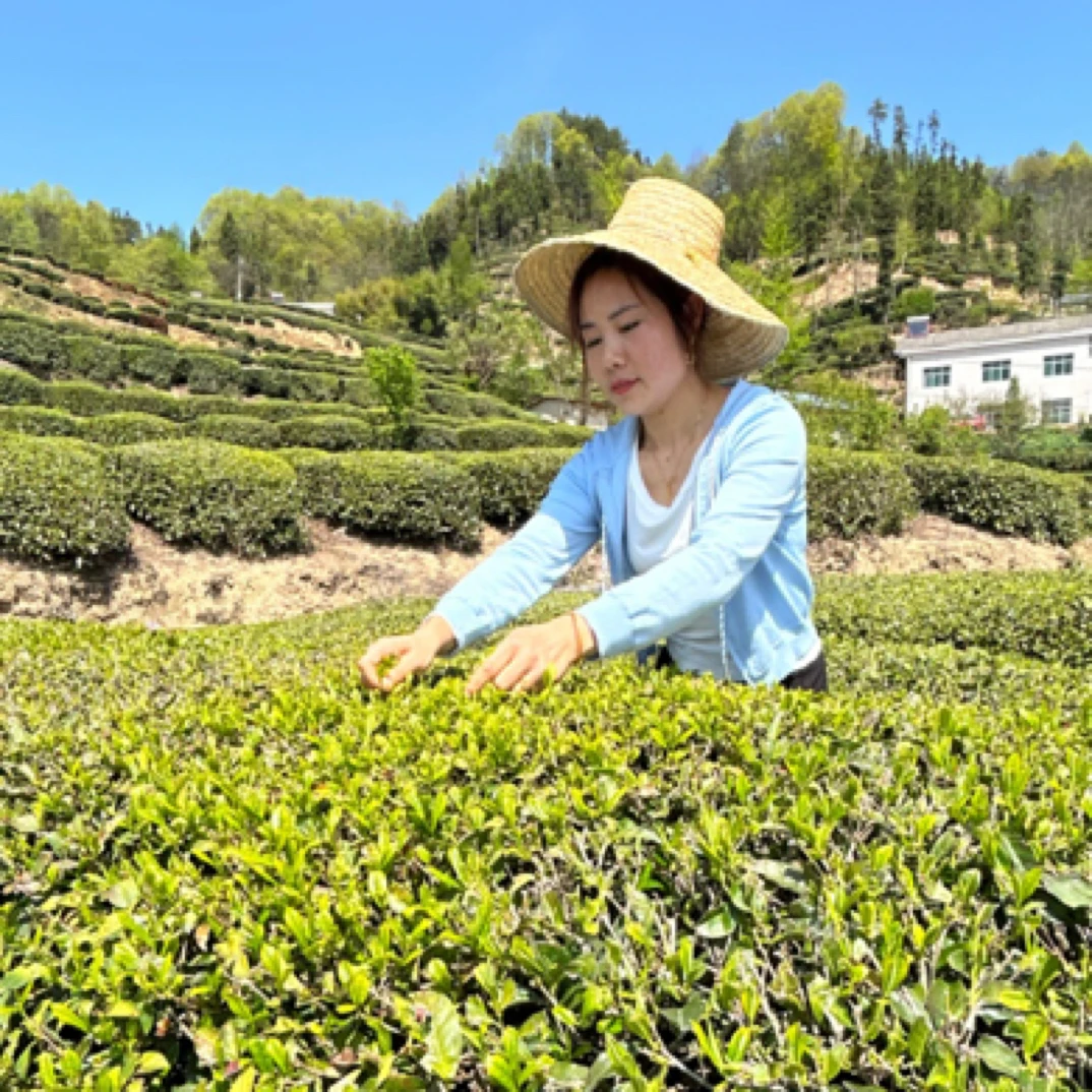 邓村高山绿茶，毛尖绿茶