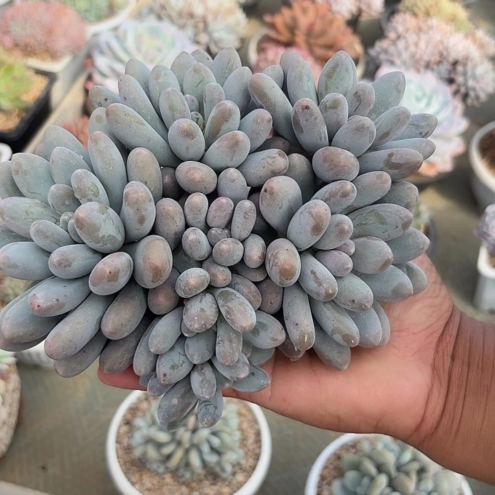 奶酪体汤圆自然群