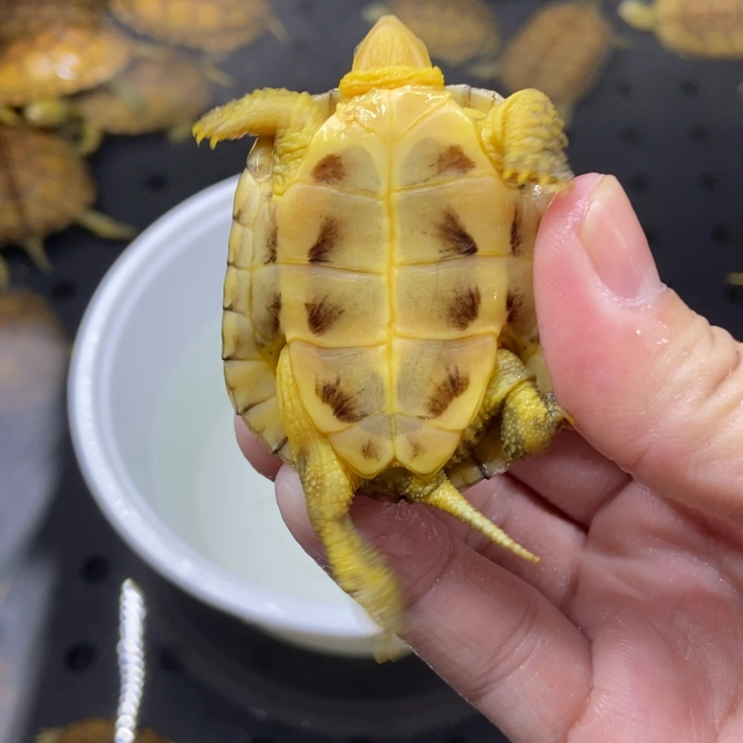 不分公母绿毛龟缘**了