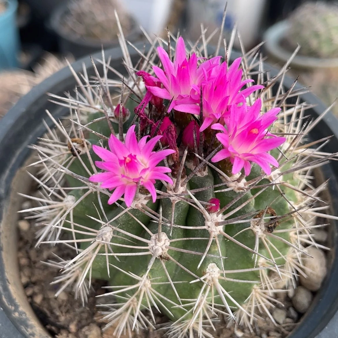 【闪购商品】逆龙玉实生666