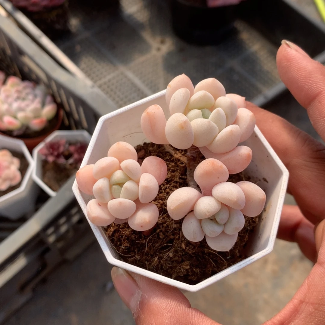 我们就像两面国旗照得