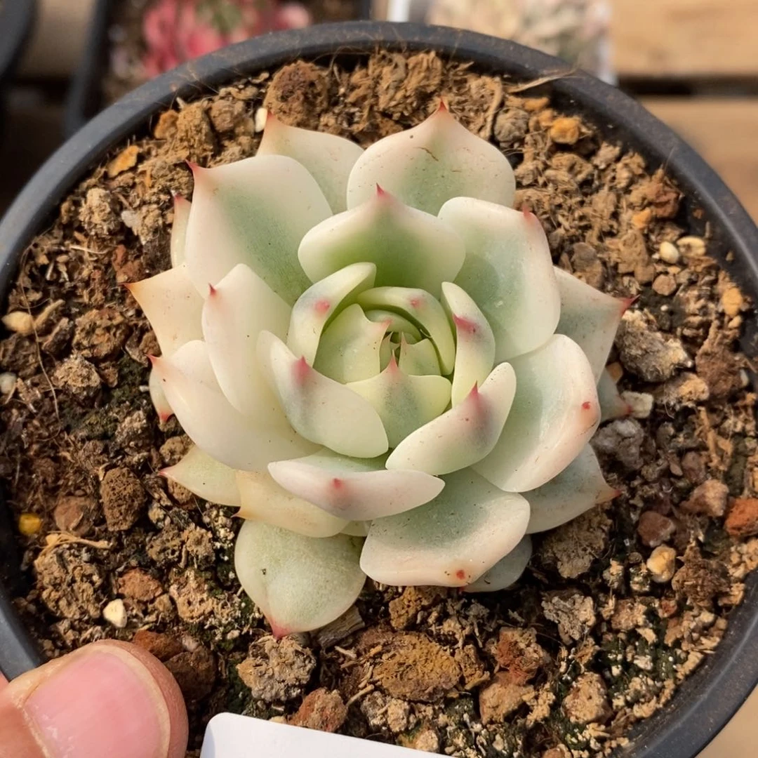 吉娃娃锦多肉植物