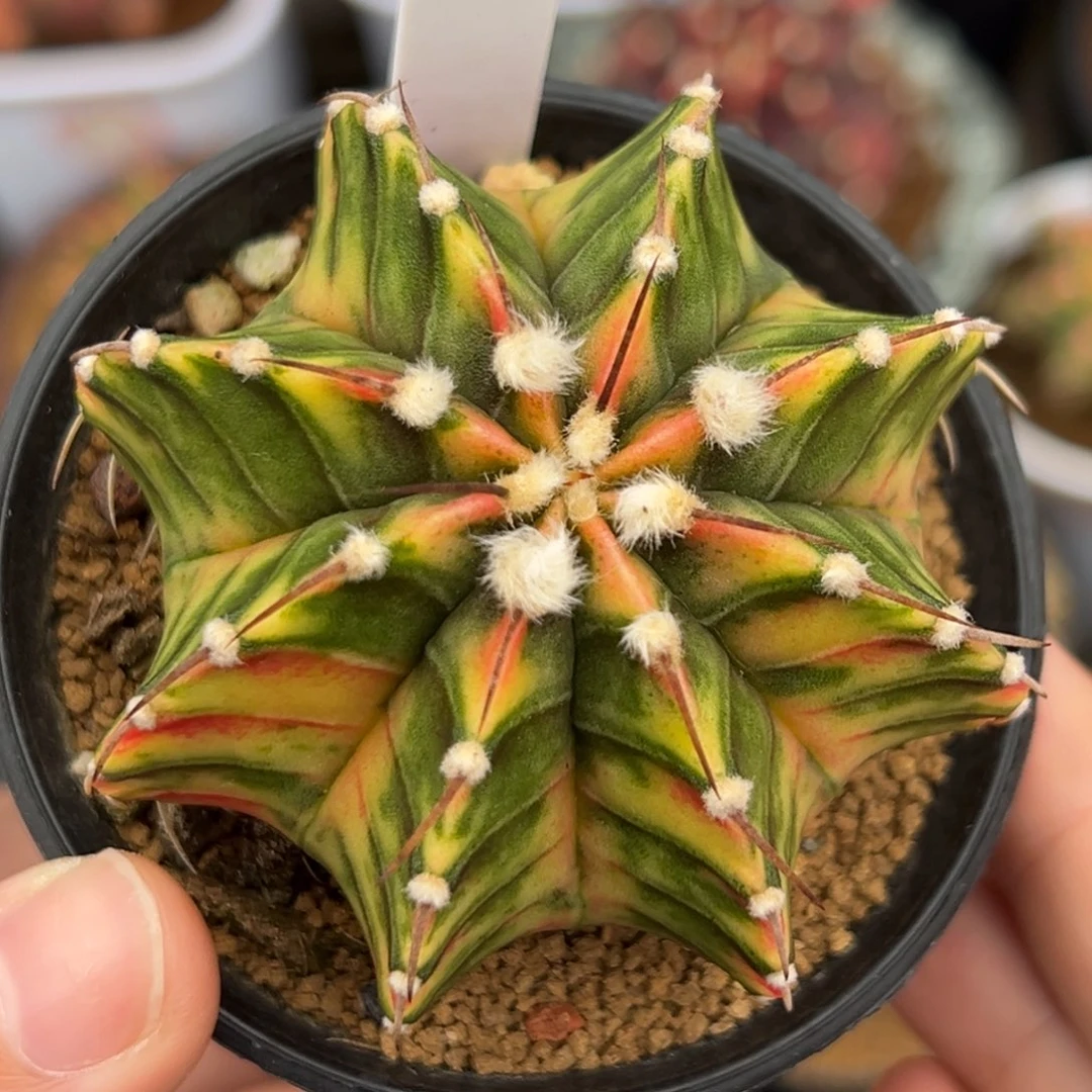 泰系实生虎斑肋骨锦2