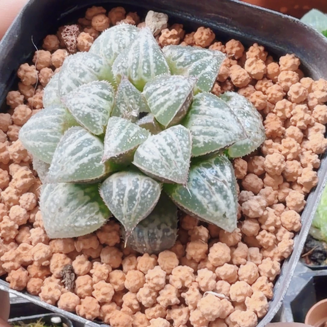 十二卷雪景色母本开播福利