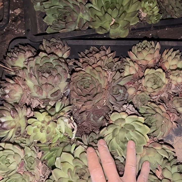 水晶玫瑰15.88一筐处理