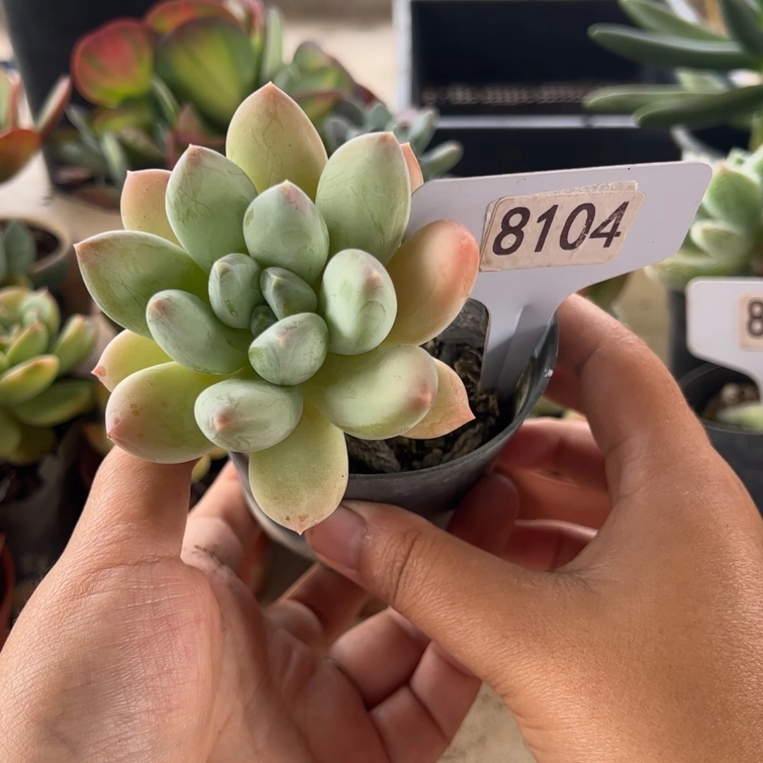 【闪购商品】厚叶草。8104。 1111111