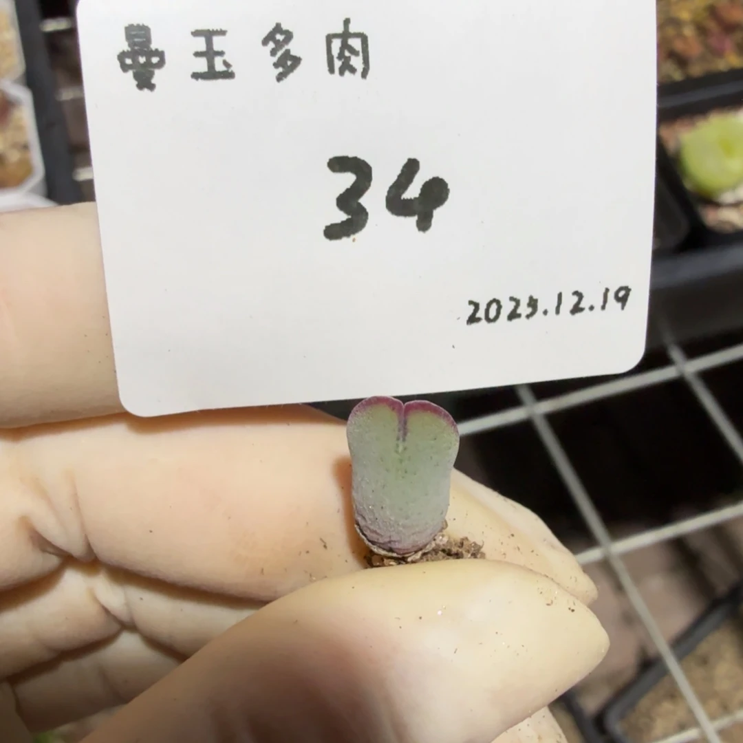 冉***啦多肉多肉多肉12.19-034