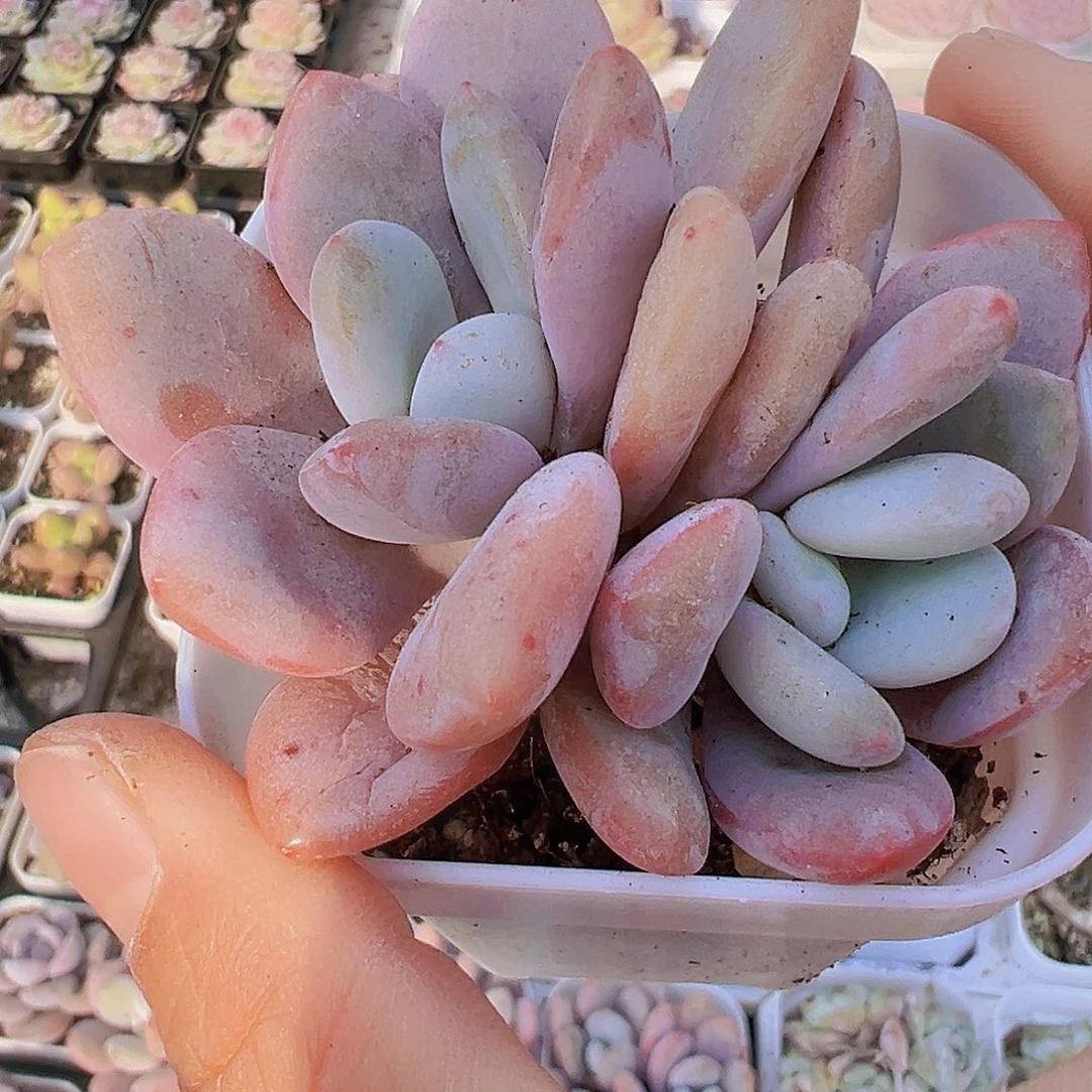 双头粉兔19包邮多肉植物