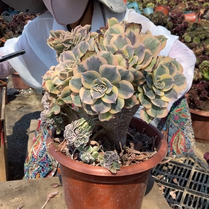 小****802灿烂灿烂缀化老桩