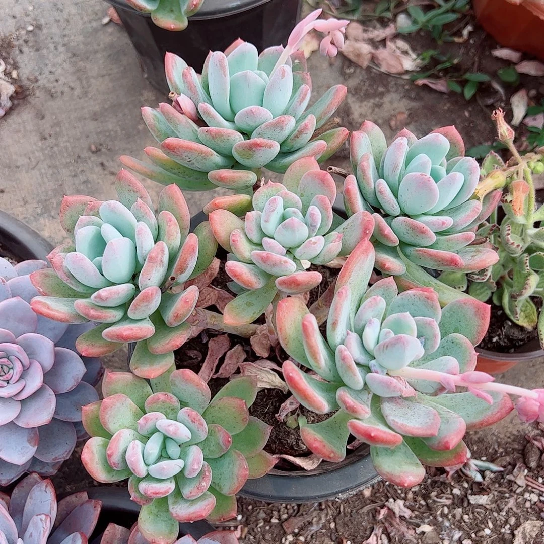 灰姑娘五头起发老桩特价