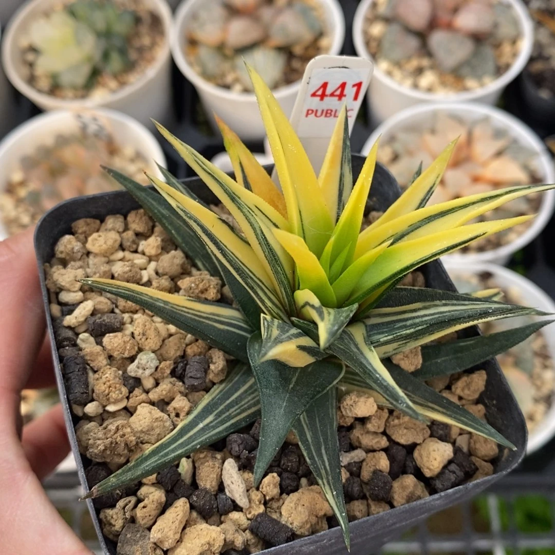 不开花植物441象牙塔