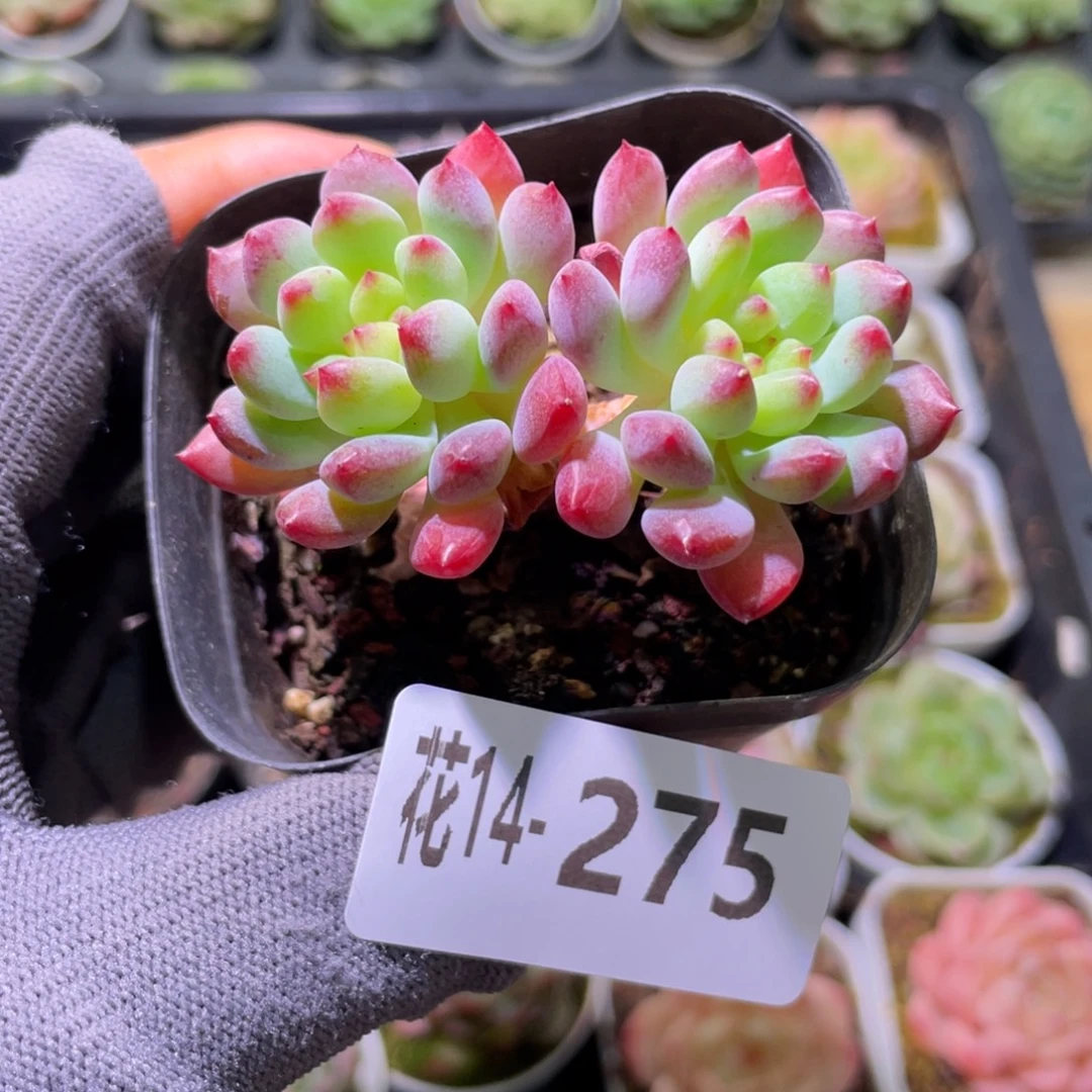 花利美14-275蓝苹果