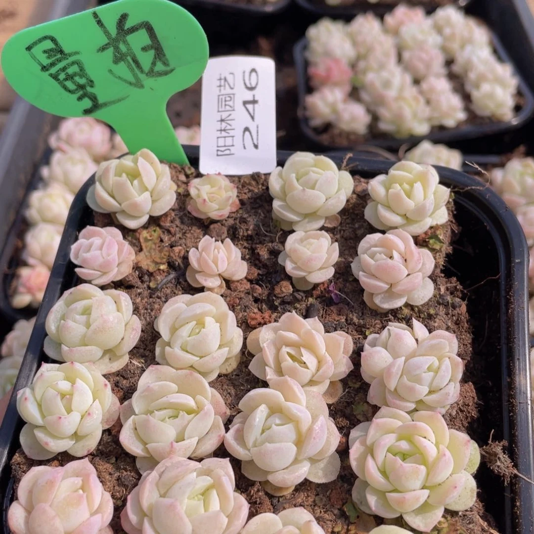 量拍多肉植物多肉植物246