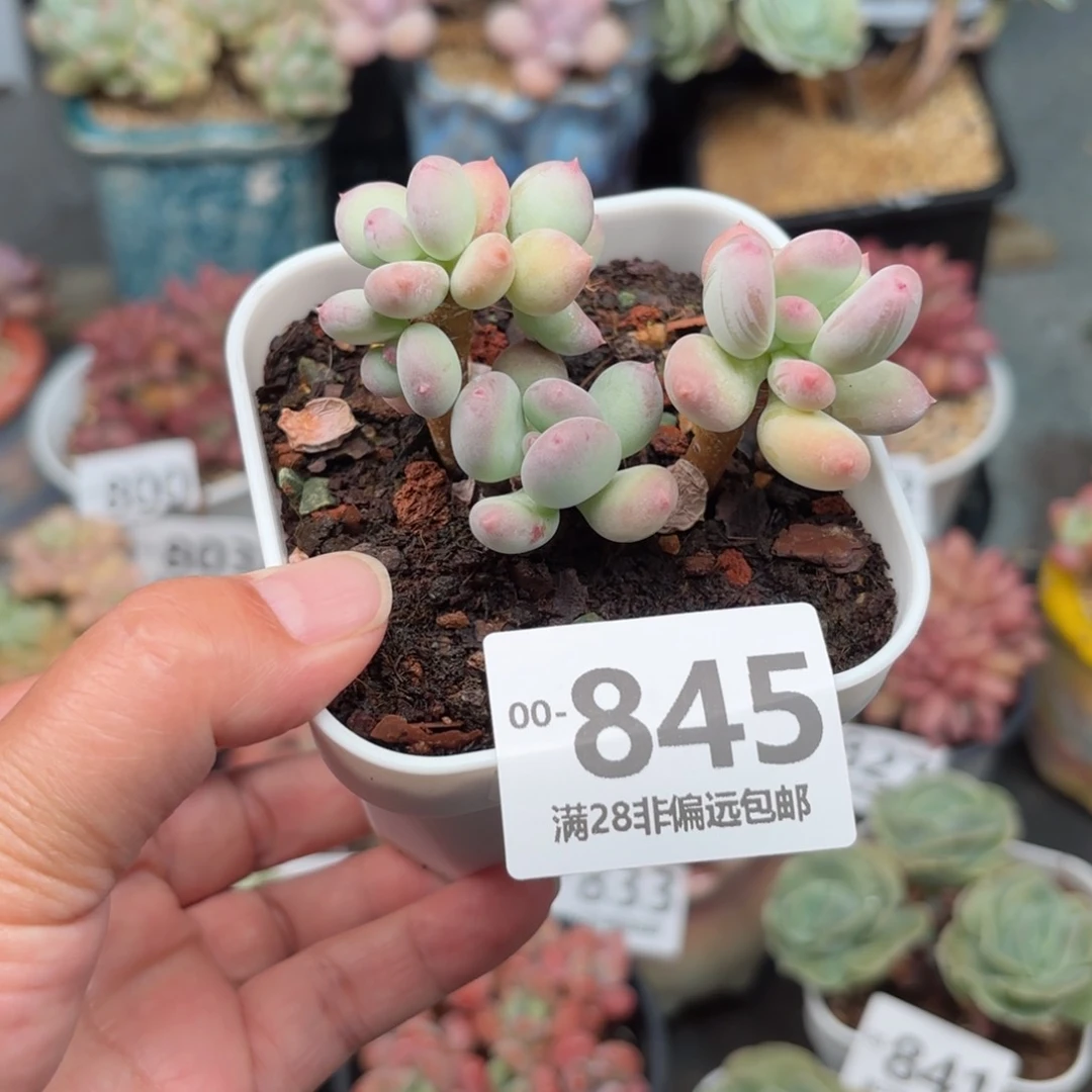 苹果奶老桩多肉多