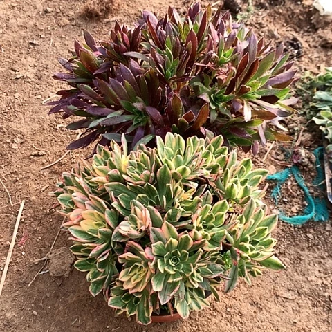 2棵玫瑰玫瑰玫瑰