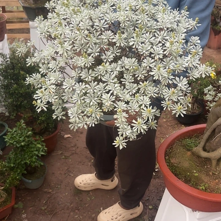 回***椎无花朵哈哈哈哈哈