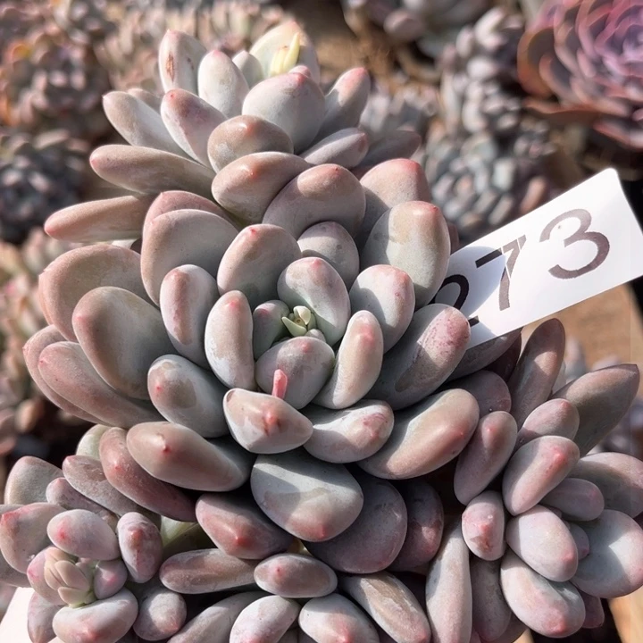 树脂香水12厘米左右273