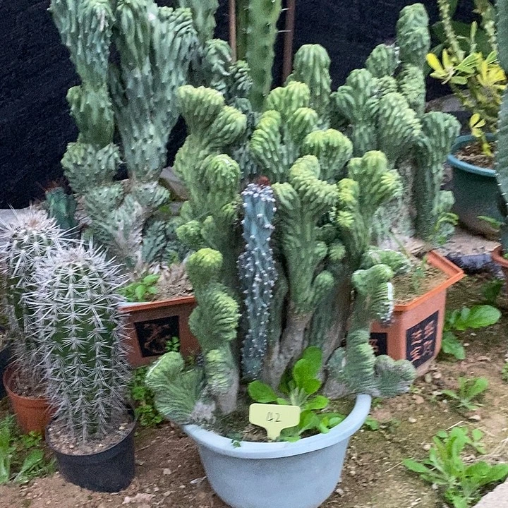 大本五指山一物一拍