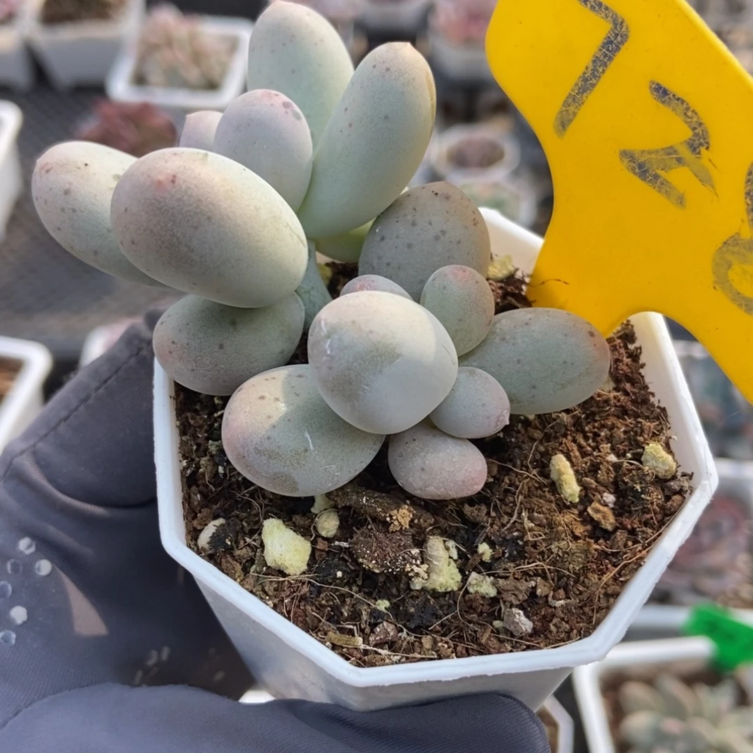 728米可奶多肉植物