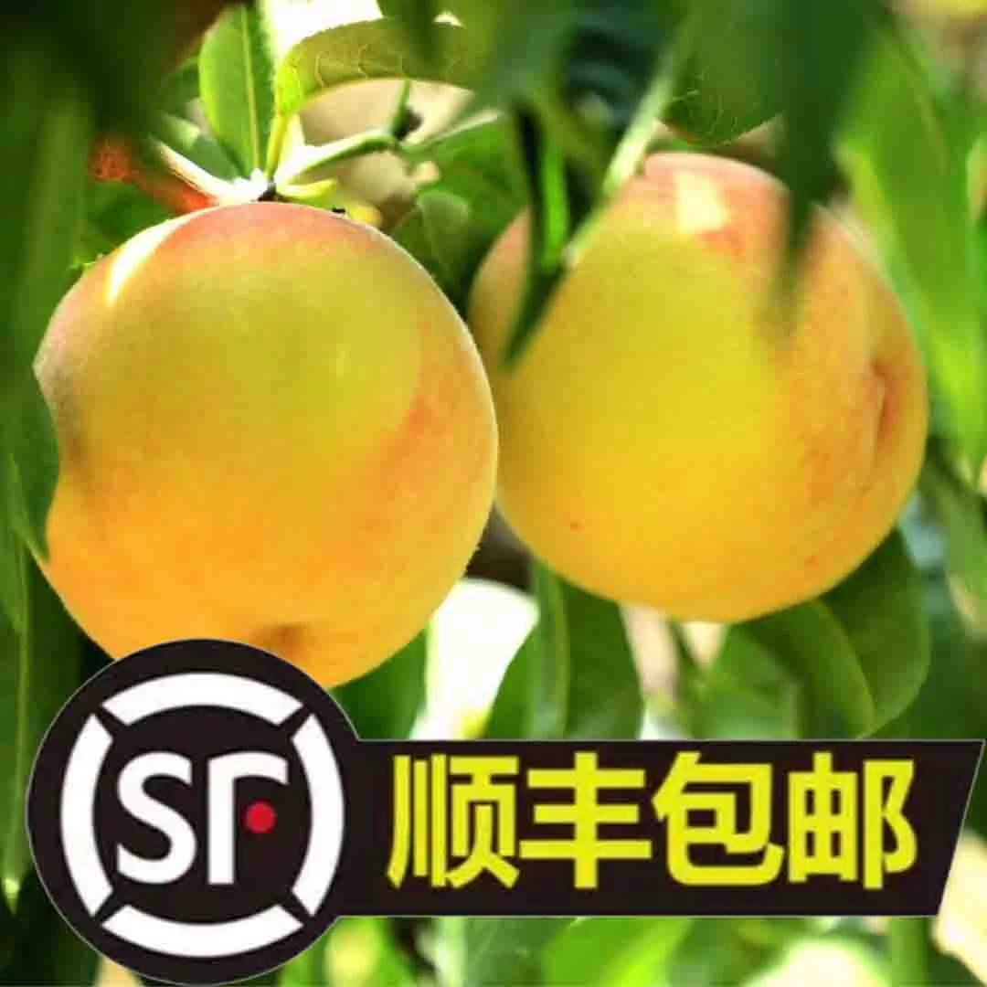 李丹桃园黄桃脆甜耐放绿色无污染12个净含量1500/2000克