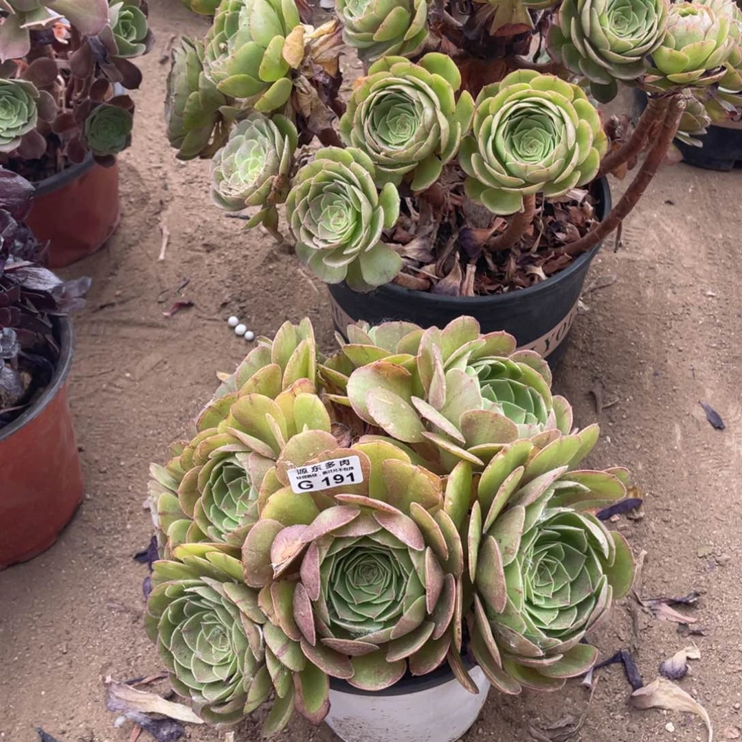 191万圣节多肉法师断枝不包