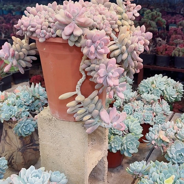 夢***想桃蛋梦想姐姐专属多肉