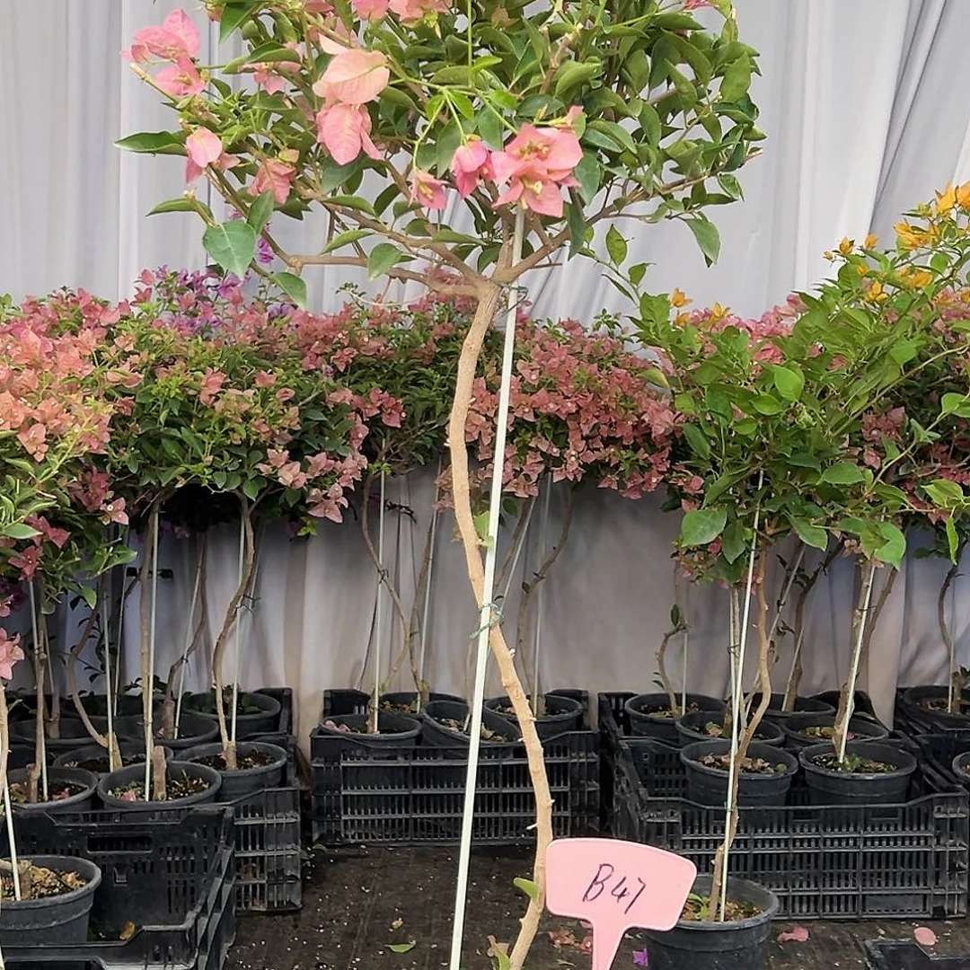 相***沫当前无花栽培后可以开花B47卡雅塔