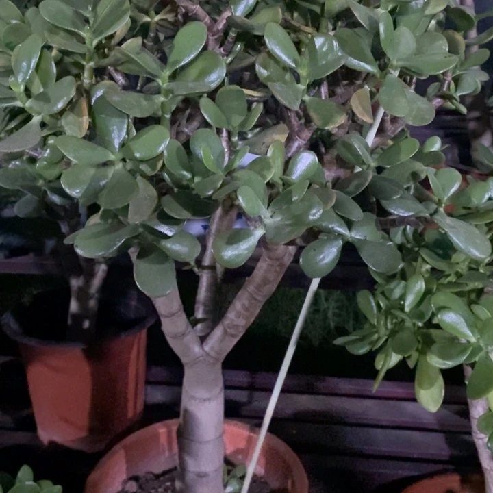 黄金花月一物一拍