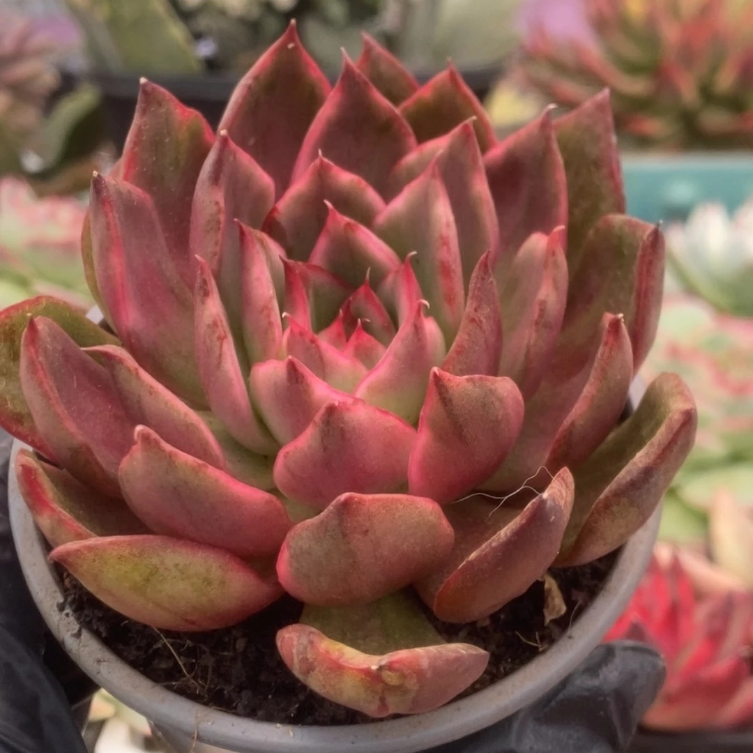 636野马锦锦锦锦锦锦