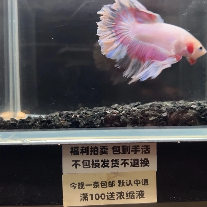 斗鱼竞拍跑单拉黑17日70
