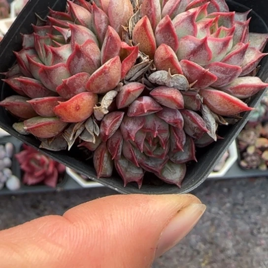 97粉色特斯拉多肉