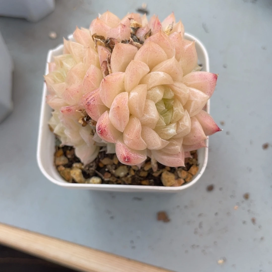 Z优选麦杆多肉福利1944