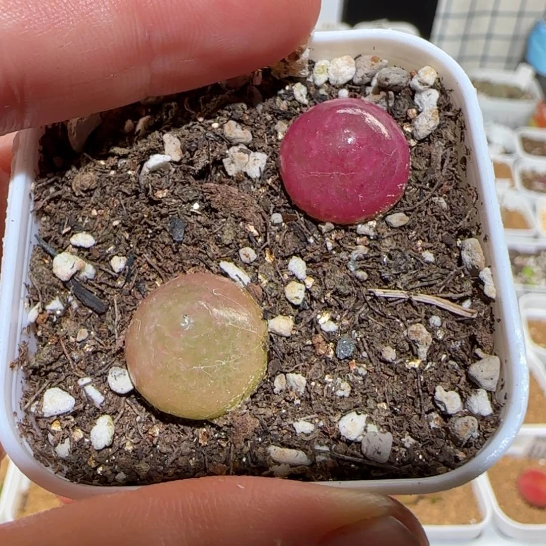 肉锥多肉植物百科-灯泡1785福利