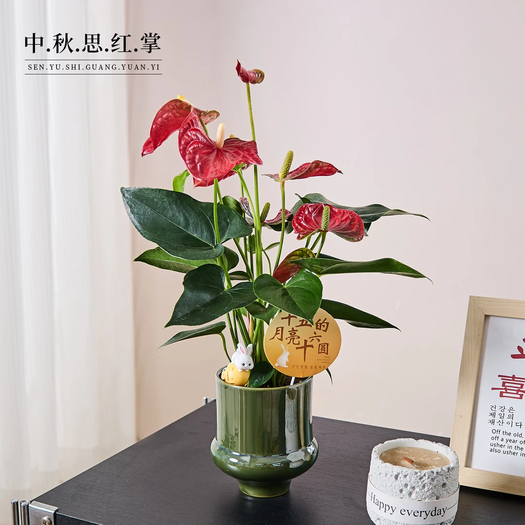 【中秋礼物】红掌盆栽鸿运当头办公室内客厅桌面绿植花卉好养植物