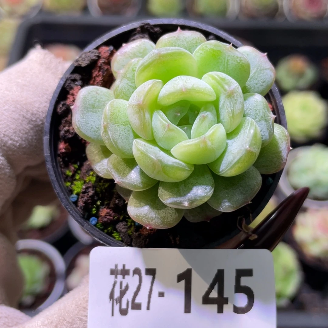 花利美27-145白色恋人