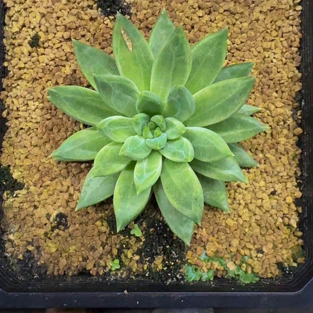 黄牵手 单头 一物一拍