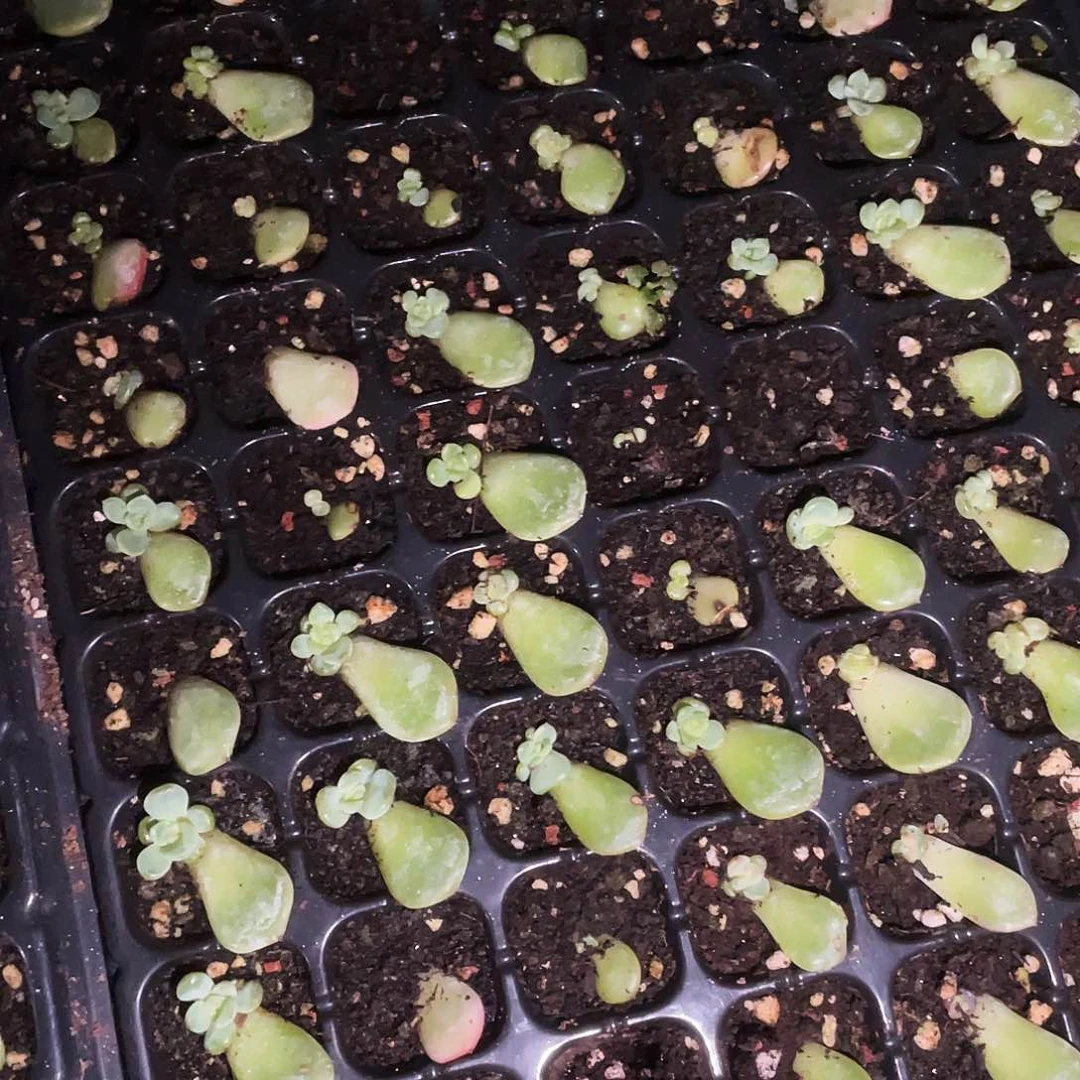 322芝麻苗一个满25包邮