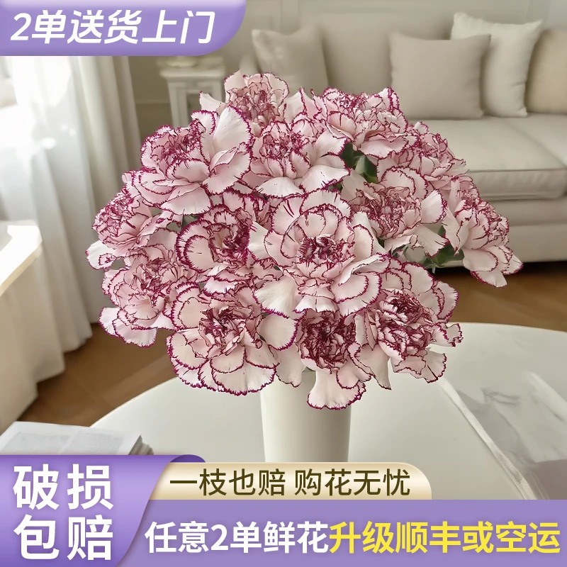 【源头优选】紫精灵单头康乃馨云南直发鲜花家居水养插花鲜切花