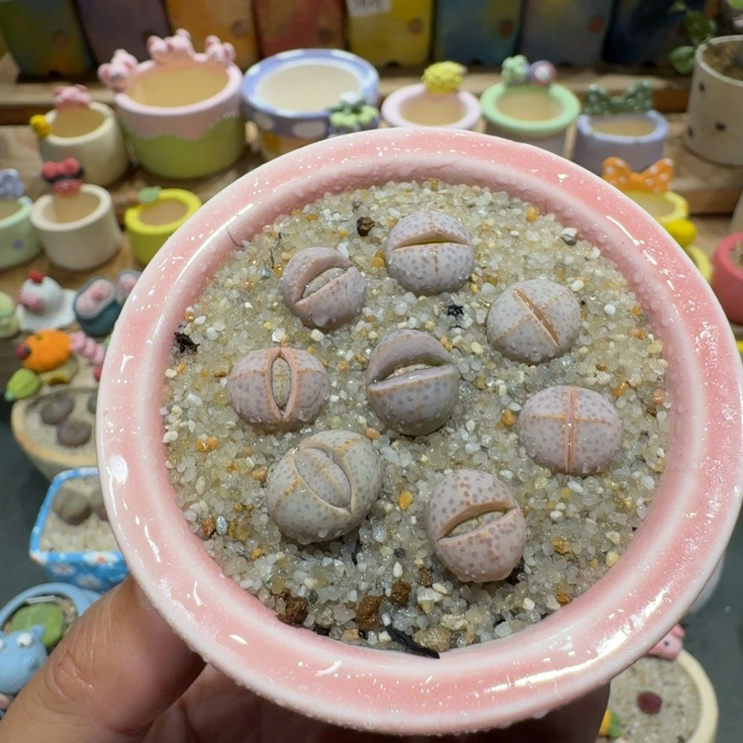 蘑菇1370金边幻玉多肉植物