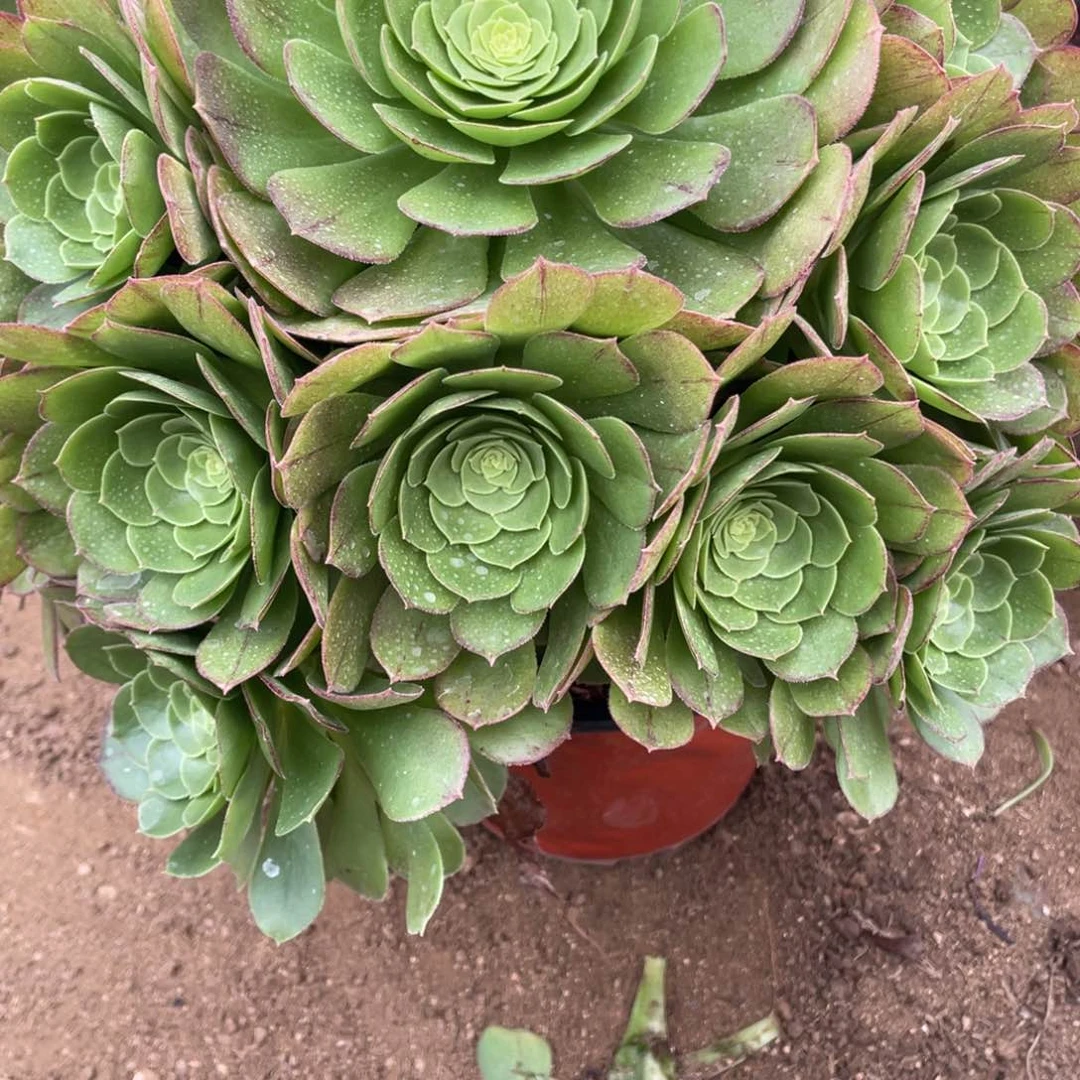 524万圣夜多肉法师断枝不包