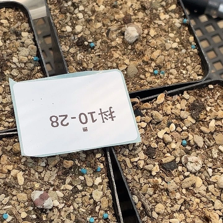 阳***宝10-28肉锥多肉植物