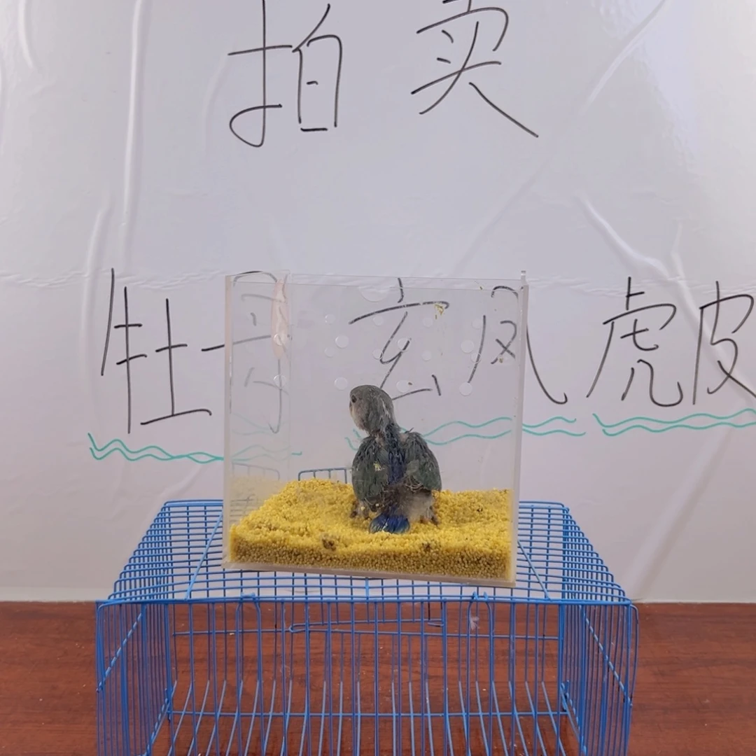 桃脸牡丹鹦鹉蓝蓝蓝蓝蓝蓝蓝蓝蓝