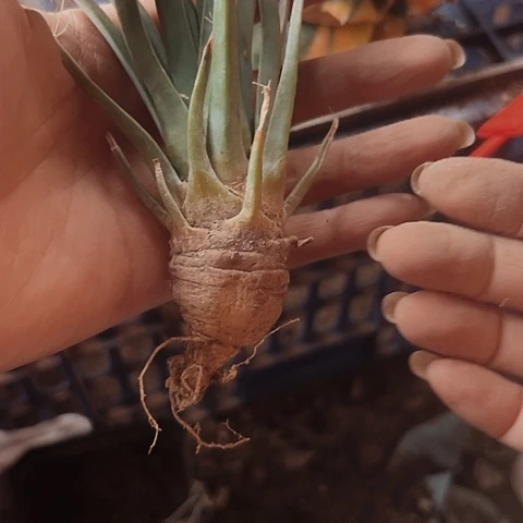 808仙人球福利来啦