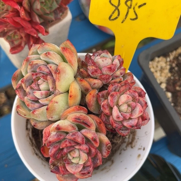 895多肉5878888800008