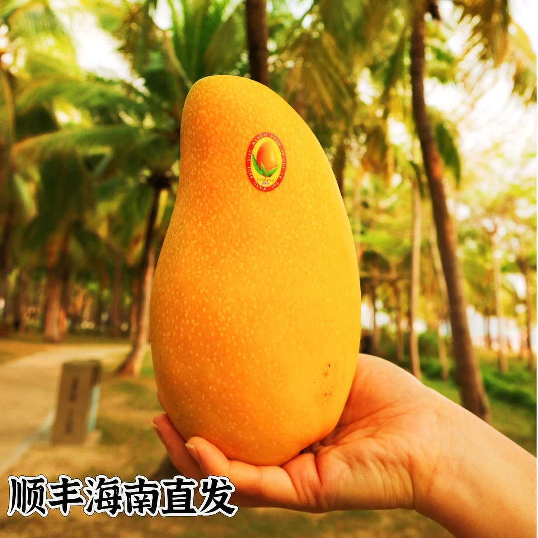 【顺丰直发·精品果】海南金煌芒·竹子农场™